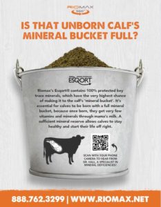 Calf Mineral Bucket 2.2.23