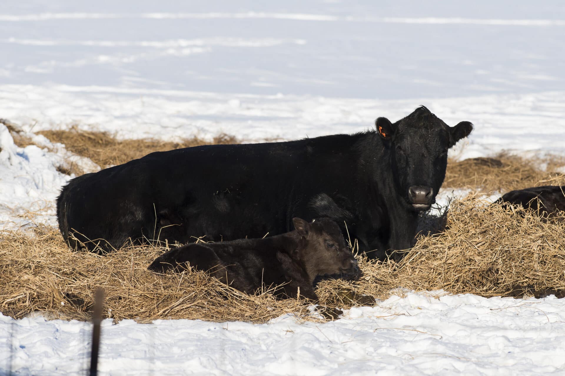 Black Angus cattle in a feed lot in the winter
