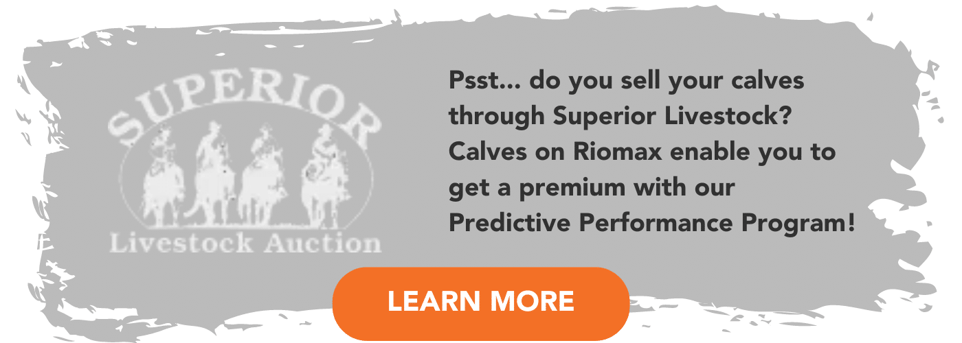 Psst... do you sell your calves through Superior Livestock Get a premium on your calves with our Predictive Performance Program!