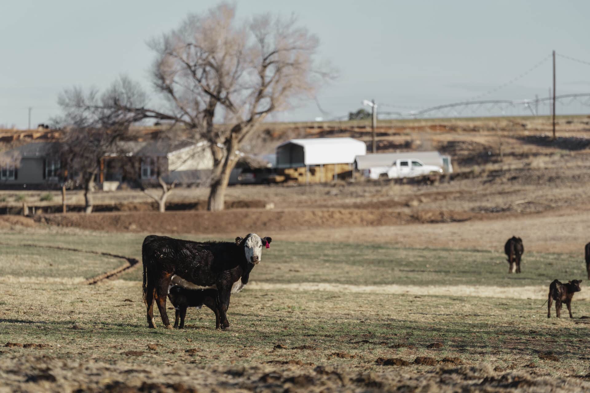 Gibson Ranch-01