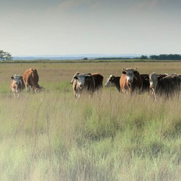 Cows grazing in a pasture on a morning