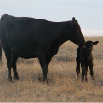 cow and calf